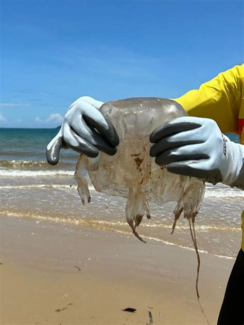 Box Jellyfish Are More Common Teenager Stung At Popular Fnq Beach