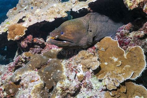 Giant Moray Eel On The Coral Reef Stock Image Image Of Gymnothorax