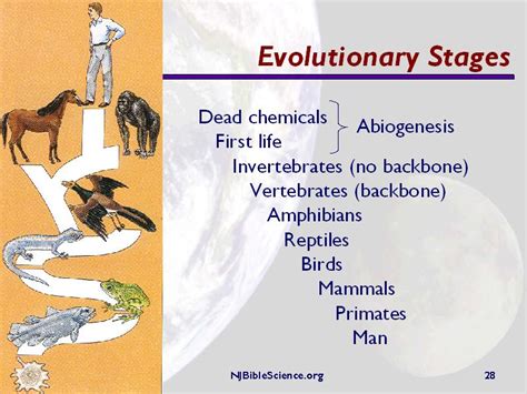Evolutionary Stages
