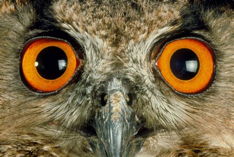 Owls Eyes Stock Image Z8360055 Science Photo Library