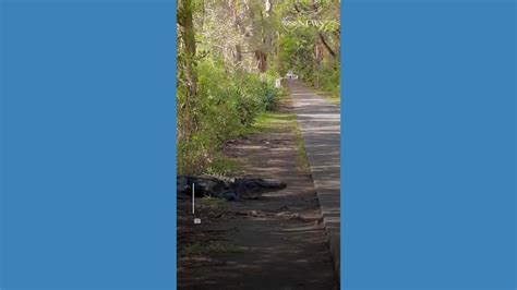 Alligator Takes Its Time Crossing The Road Good Morning America