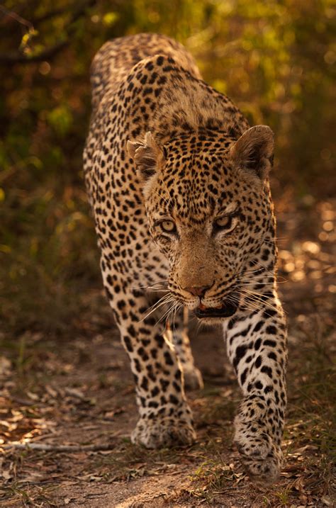 The Week In Pictures 56 Londolozi Blog