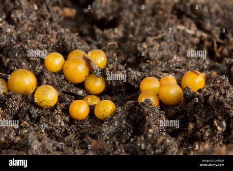 Worm Eggs Soil 01 Stock Photo Alamy