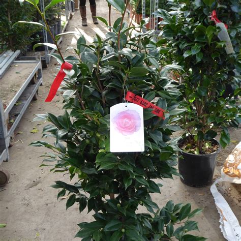 For Sale Large Pink Flowering Camellia Plants 10 Litre Delivery By