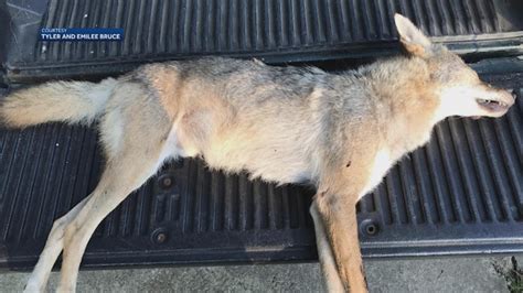 Coyote Invades Alabama Home Wnky News 40 Television