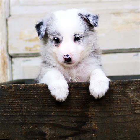 All colours available from top show dogs and australian champions. Border Collie Puppies For Sale | Grass Lake, MI #225326