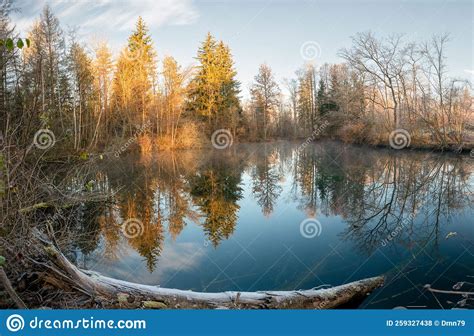 Forest Lake River At Sunrise Wooden Pier Boardwalk Mighty Trees