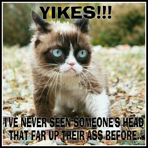 Another Grumpy Cat Meme By The Other Grumpy Kat 2016 Yikes Grumpy Cat
