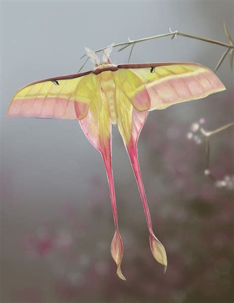 Comet Moth Study By Tiggytuppence Deviantart Com On DeviantART With Images Moon Moth Lunar