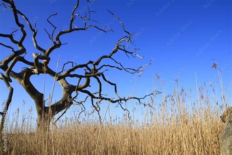 Oak Tree Silhouette With Blue Sky Stock Photo Adobe Stock