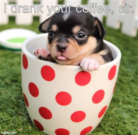 Cute Puppy Goes Inside A Cup And Drinks Coffee Imgflip