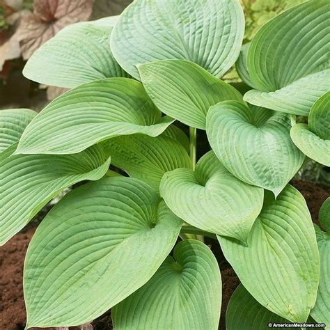 Jurassic Park Is Very Large Hosta With Enormous Green Leaves It