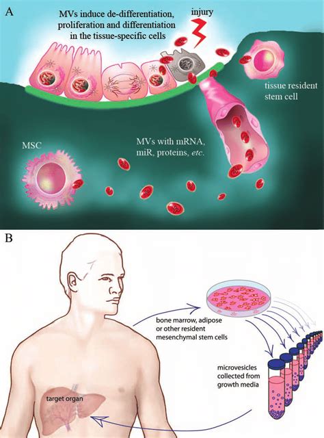 Role Of Mvs Released From Stem Cells In Tissue Regeneration A Mvs
