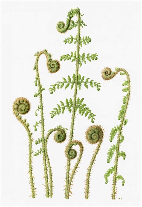 Image Result For Fiddlehead Fern Botanical Illustration Botanical