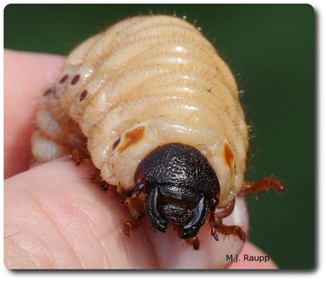 Like just run up to your friend, beetle in hand, and be like yo check out mah stabbin bug be kinda rad. Hercules: Hercules beetle, Dynastes tityus — Bug of the Week