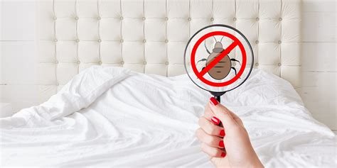 What Is The First Sign Of Bed Bugs Hybrid Pest Control
