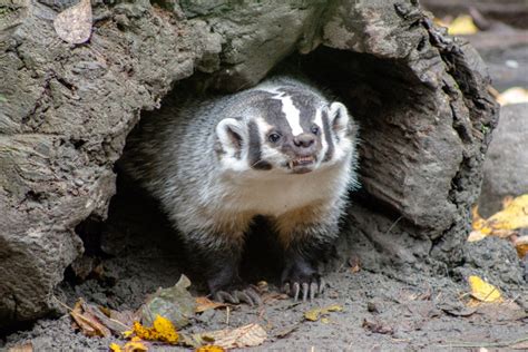 Badger Dens Exploring The Underground Badger Setts