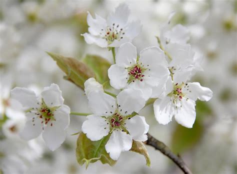 Pear Tree White Flower Blossoms By Jennie Marie Schell Flowering Pear