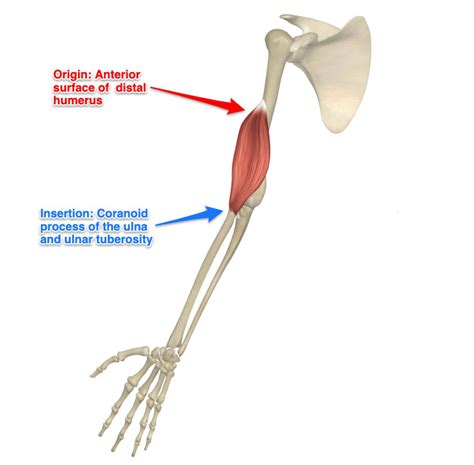 The Brachialis Muscle Yoganatomy