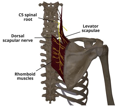 Dorsal Scapular Nerve Course Motor Functions Teachmeanatomy