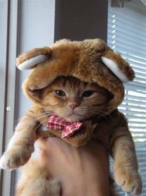 These Cat Halloween Costumes Are Unbelievably Adorable
