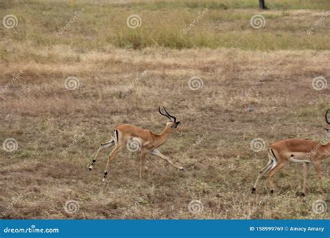 Animals At Ruaha National Park Stock Image Image Of Animals Antelope