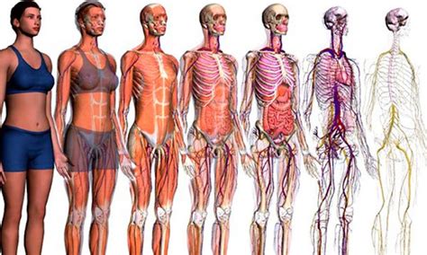 Cuadros sinópticos de sistemas del cuerpo humano Cuadro Comparativo