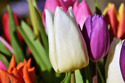 Tulpe Blüte Tulpenstrauß Kostenloses Foto Auf Pixabay Pixabay