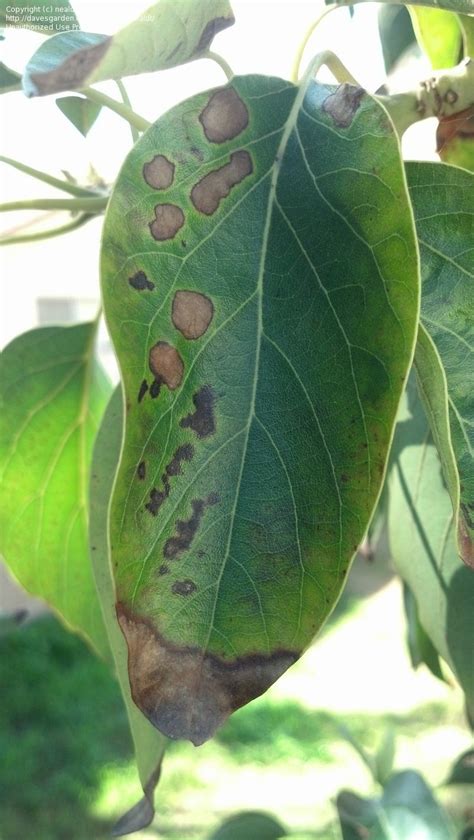 Garden Pests And Diseases Spots On Avocado Tree Leaves 2 By Nealdt