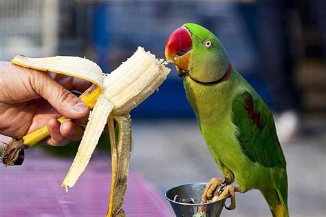 5 Easy Ways To Bond With Your Pet Bird Pet Birds Parrot Parrot Pet