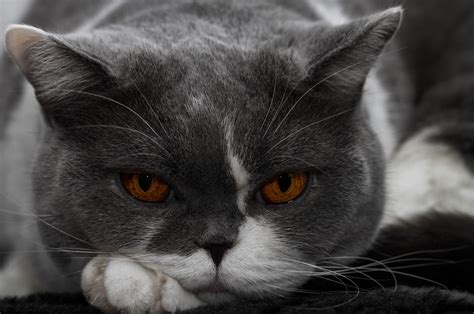Cats Glance Snout Grey Hd Wallpaper Rare Gallery
