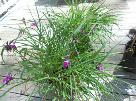 Lift your spirits with funny jokes, trending memes, entertaining gifs, inspiring stories, viral videos, and so much more. Plant Identification: CLOSED: Tall grass w/ purple flowers ...