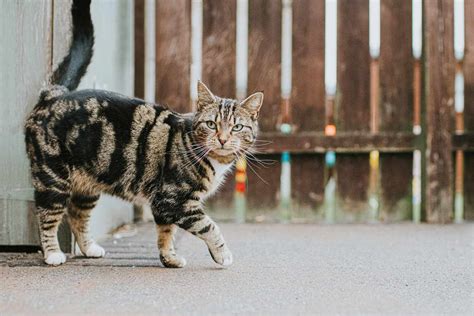 What Are The 5 Types Of Tabby Cats A Breakdown Of Tabby Cat Breeds
