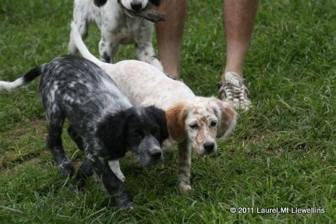 English setter puppies goes through a lot of behavior changes until they are one year old. WORLD CLASS FDSB LLEWELLIN SETTER PUPPIES
