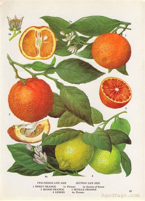 Fruit Print Botanical Orange And Lemon Illustration Vintage Kitchen