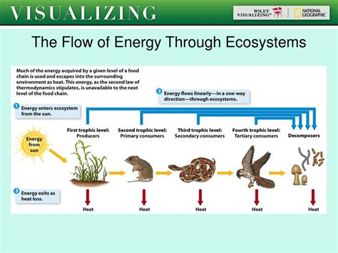 Ppt How Ecosystems Work Powerpoint Presentation Free Download Id
