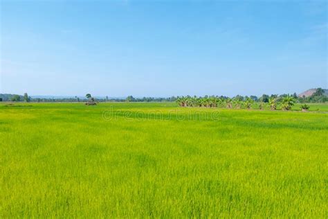 Landscape Green Rice Fields And Blue Sky Stock Image Image Of Ground