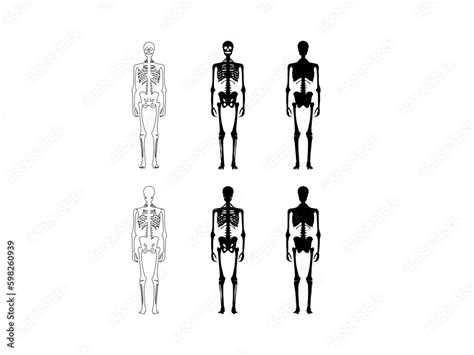 Set Of Skeleton Silhouette Human Bones Hands Legs Chests Heads