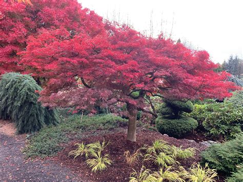 Buy Acer Palmatum Red Select Weeping Japanese Maple Mr Maple │ Buy