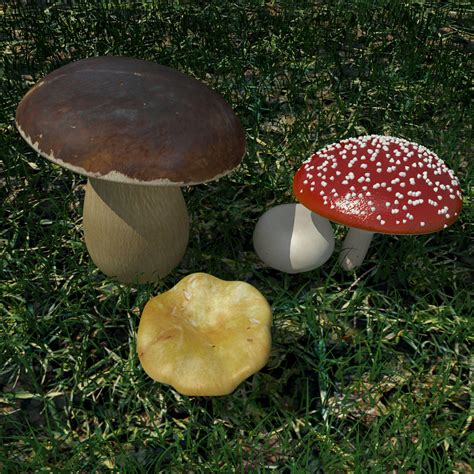 Mushrooms Agaricus Bisporus Max