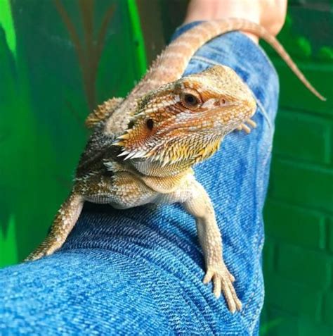 Adopt Bearded Dragons On Petfinder Bearded Dragon Animal Rescue Animals