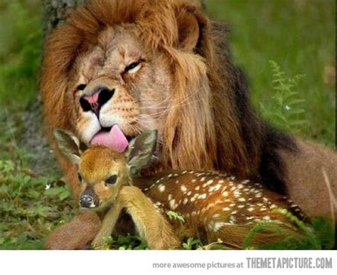 Funny Pictures Gallery Funny Lion Lion Pictures Lion