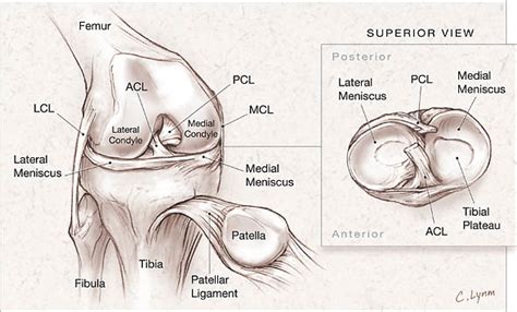 Does This Patient Have A Torn Meniscus Or Ligament Of The Knee Value