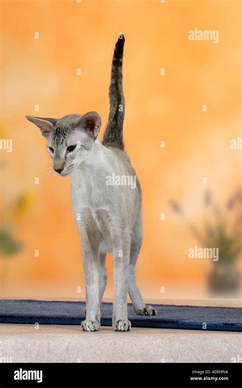 Siamese Cat Seal Tortie Tabby Point Stock Photo Alamy