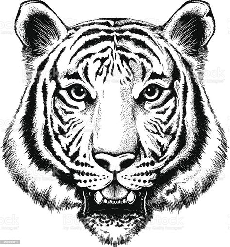 Black And White Illustration Of A Portrait Of A Tiger Stock