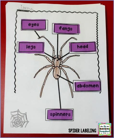 Spider Labeling Research Projects Spider Lessons Parts Of A Spider
