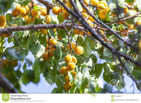 Apricots In The Sun Juicy Fruit On The Branches Of Trees Ripe Apricot