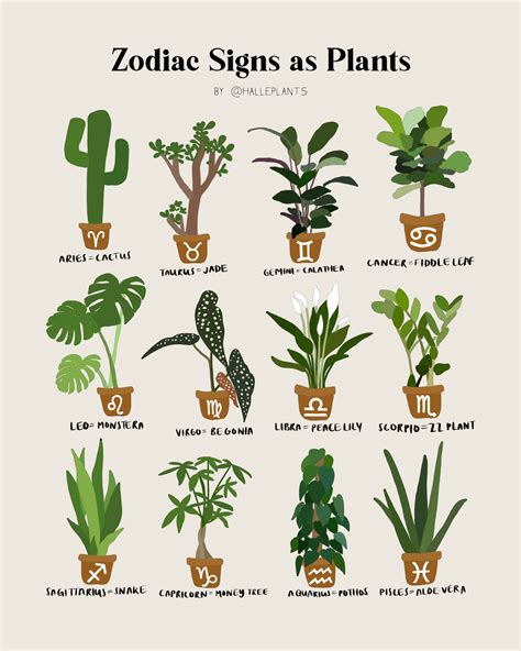 Zodiac Signs As Plants Xl Etsy