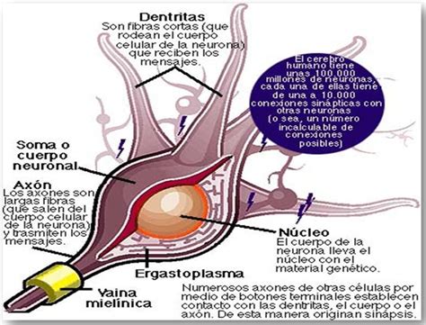 La Neurona Estructura