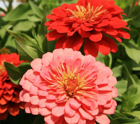 23 Beautiful Annual Flowers That Bloom All Summer